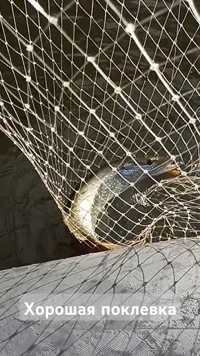 хорошая поклевка щуки #fishing #щука #рыбалка #троллинг #shortvideo ...