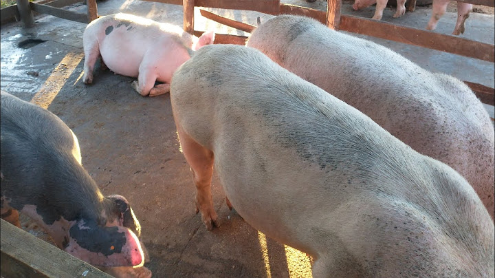 porque minha porca pariu só 2 leitões, porque pariu pouco?