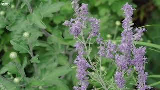 Russian Sage  How to Grow and Care for Russian Sage