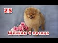 🐾 Щенкам 4 месяца. Шпиц Бэлла на выставке собак. День рождения у фонтана