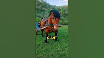 Is This the Biggest Horse Ever?