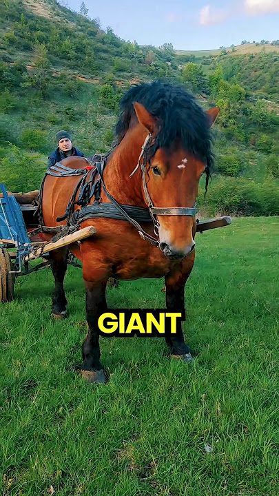 Is This the Biggest Horse Ever?