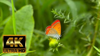 1 Hour of Amazing 4K - Butterfly And Flowers, 🦋🌻 The Best 4K Scenery &amp; Relaxing Music