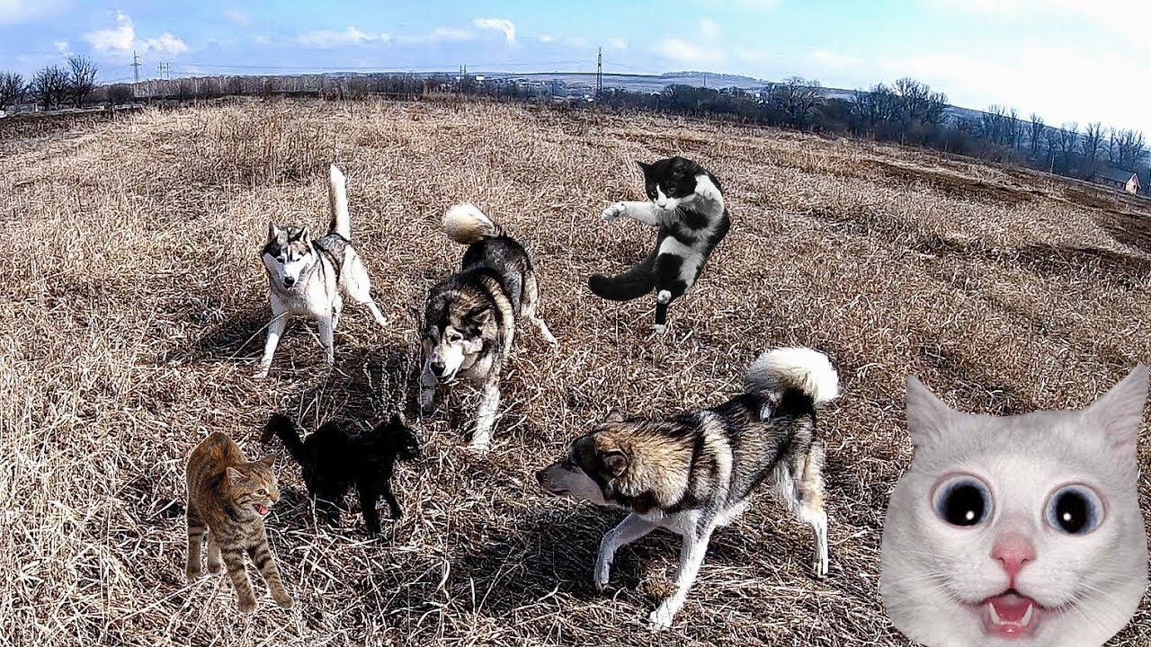 Нападение кошки. Стая кошек. Кошка атакует собаку. Нападение собак на кошек.