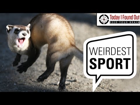 Video: The Curious Sport of Ferret Legging