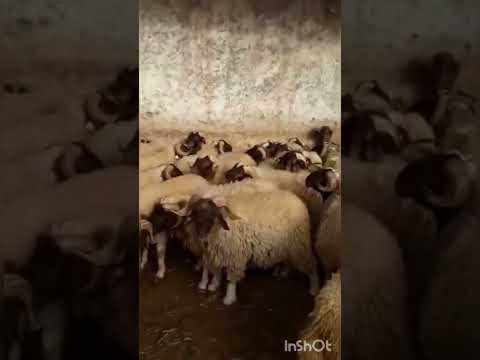 خرفان عيد الاضحى