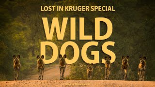 WILD DOGS hunting baby impala - Lost in Kruger Special (4K)