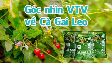 Truyền hình VTV nói gì về Cà Gai Leo / Hy vọng mới cho người bị bệnh về gan / Cà Gai Leo SADU