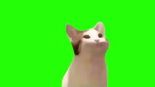 Compilation cat meme green screen