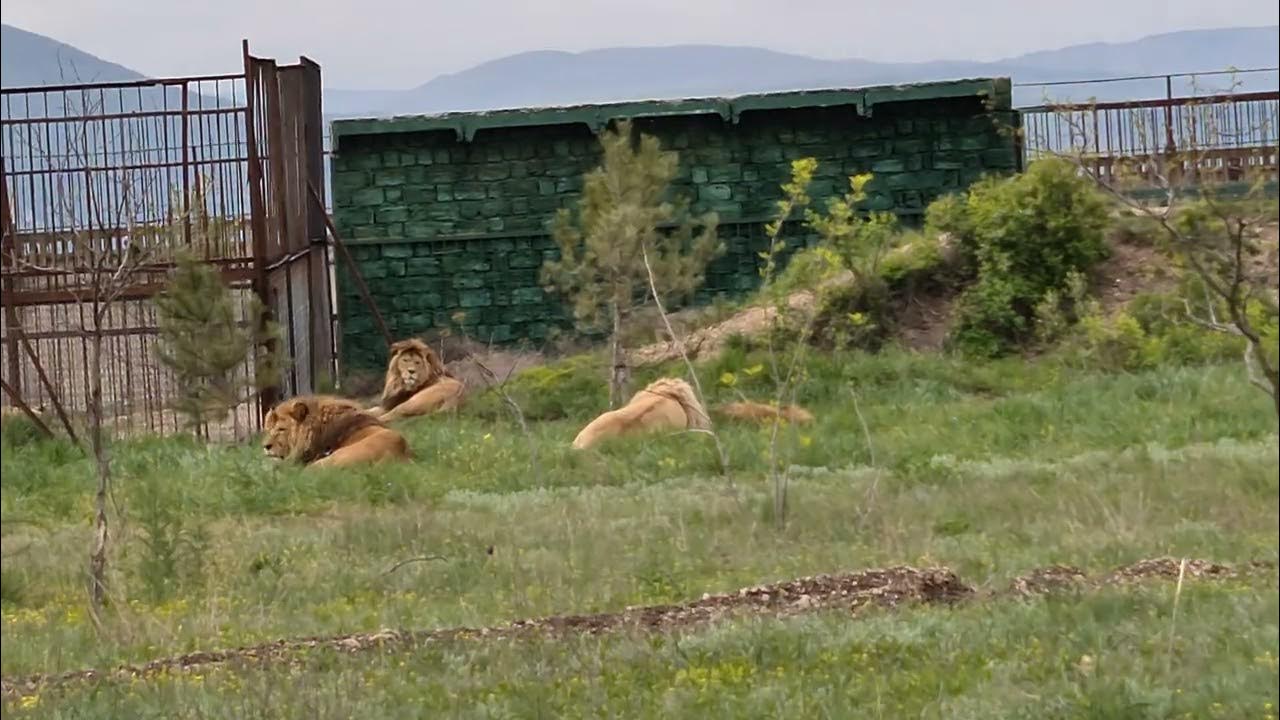 Тайган машина