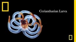 Censusofmarinelife Youtube