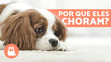 Por que os cachorros gritam do nada?