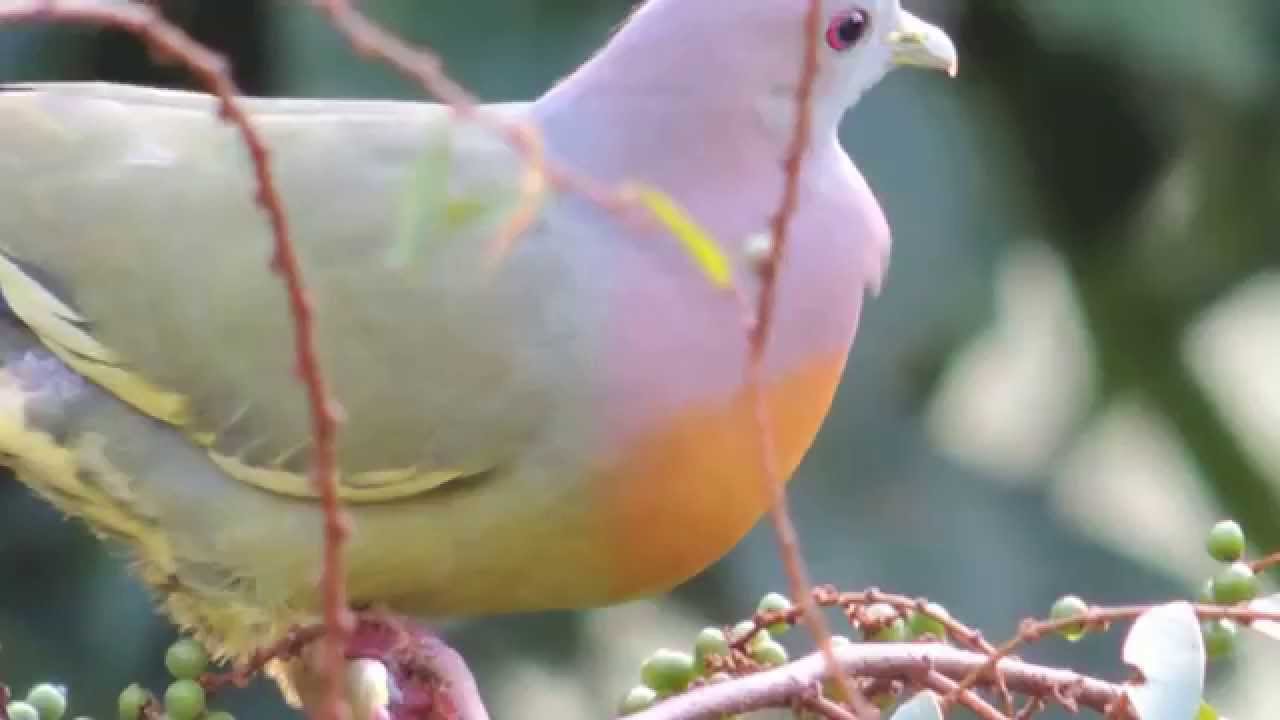 Pink Necked Green Pigeon Alchetron The Free Social Encyclopedia Pink Necked Green Pigeon Alchetron The Free Social Encyclopedia