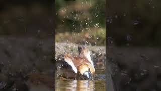 Hawfinch #shorts