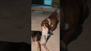 #dog #bulldog #doglover