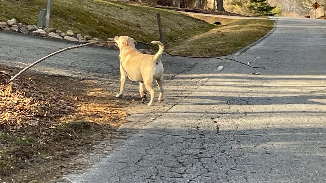 Lily the Dog with a large stick as wide as the road YouTube