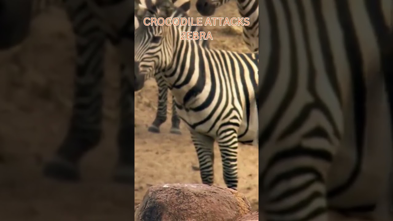 Film backdrop image for Crocodile Attacks Zebra documentarychannel wildlife animals (2024)