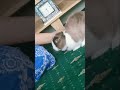 Mommy petting Floppy/Messi