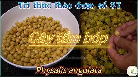Cây Tầm Bóp phòng và hỗ trợ nhiều loại ung thư,giàu vitamin...tri thức thảo dược số 37