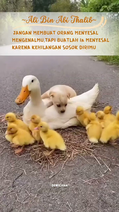 KATA BIJAK ALI BIN ABI THALIB #short #storywa