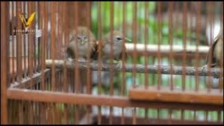 masteran burung suara paling sadis