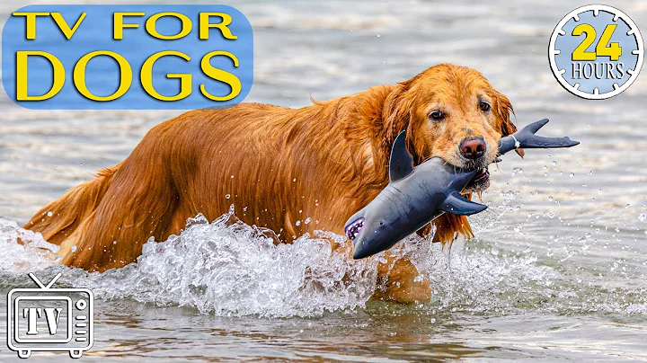 24 Hours of Dog TV: Best Fun & Relaxing TV for Dogs + Prevent Boredom & Anxiety with Music for Dogs