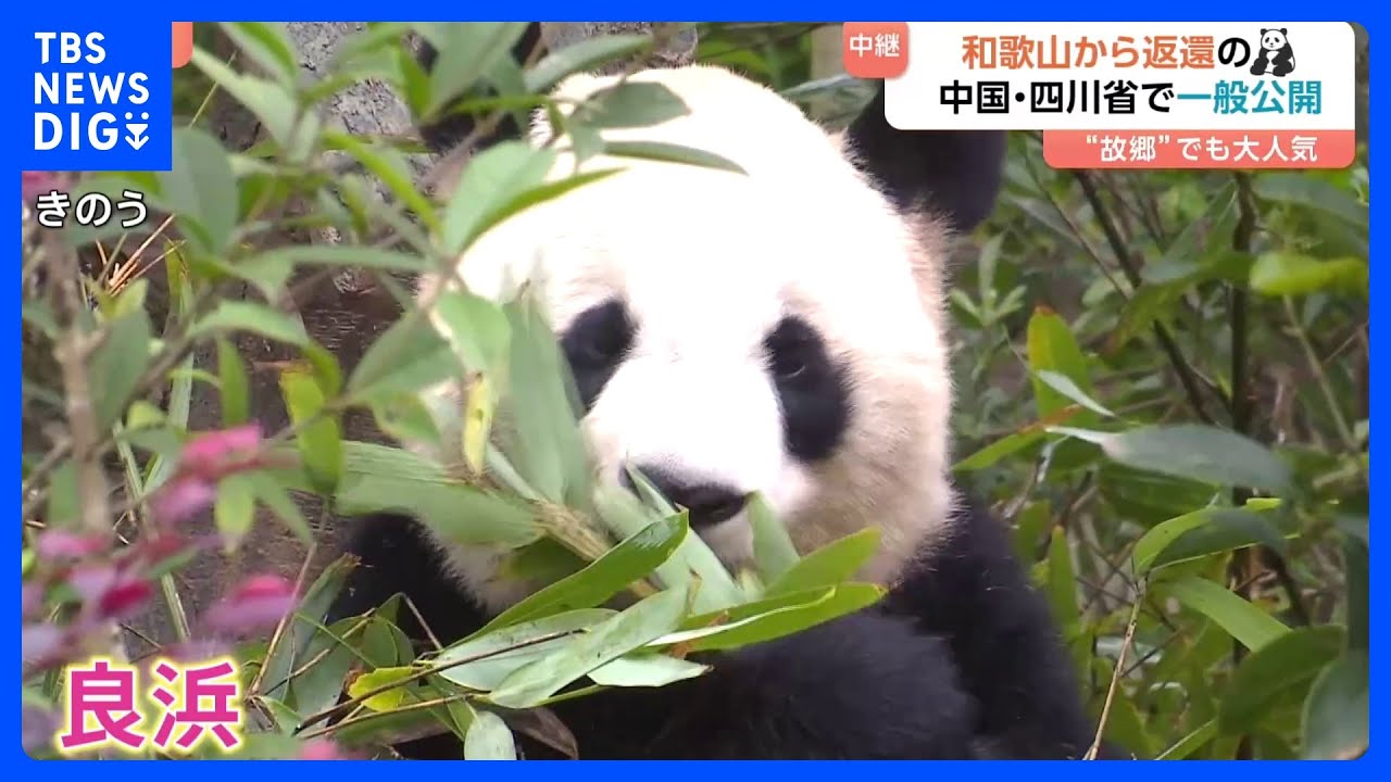 1mぐらい 北京 パンダの敷物 中国 昭和 パンダ ラグ 姿 敷物 【公式通販】
