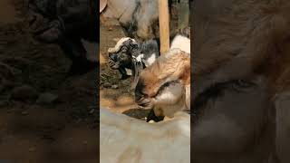 5jt dua ekor. jantan aqiqoh.Info 081316802201