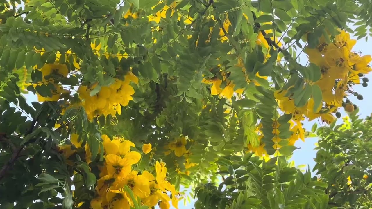 Nếu Vắng Anh || St: Anh Bằng phổ thơ Nguyên Sa || Cover: Hạnh Duyên 