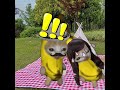 Banana cat  is born and cry catmemes cat bananacat shorts fyp