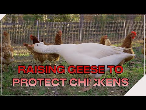 Video: Poultry goose - keeping at home, description and characteristics