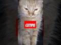 "A Day in the Life of My Cats: Vlog Style!" #catvideos @TheCatLounge-15