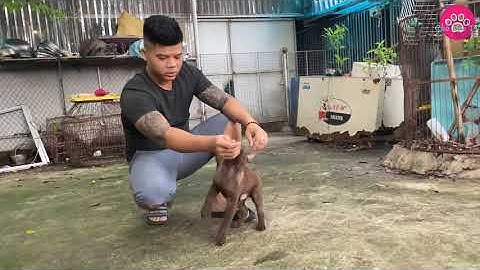 Huấn luyện chó, dậy chó h