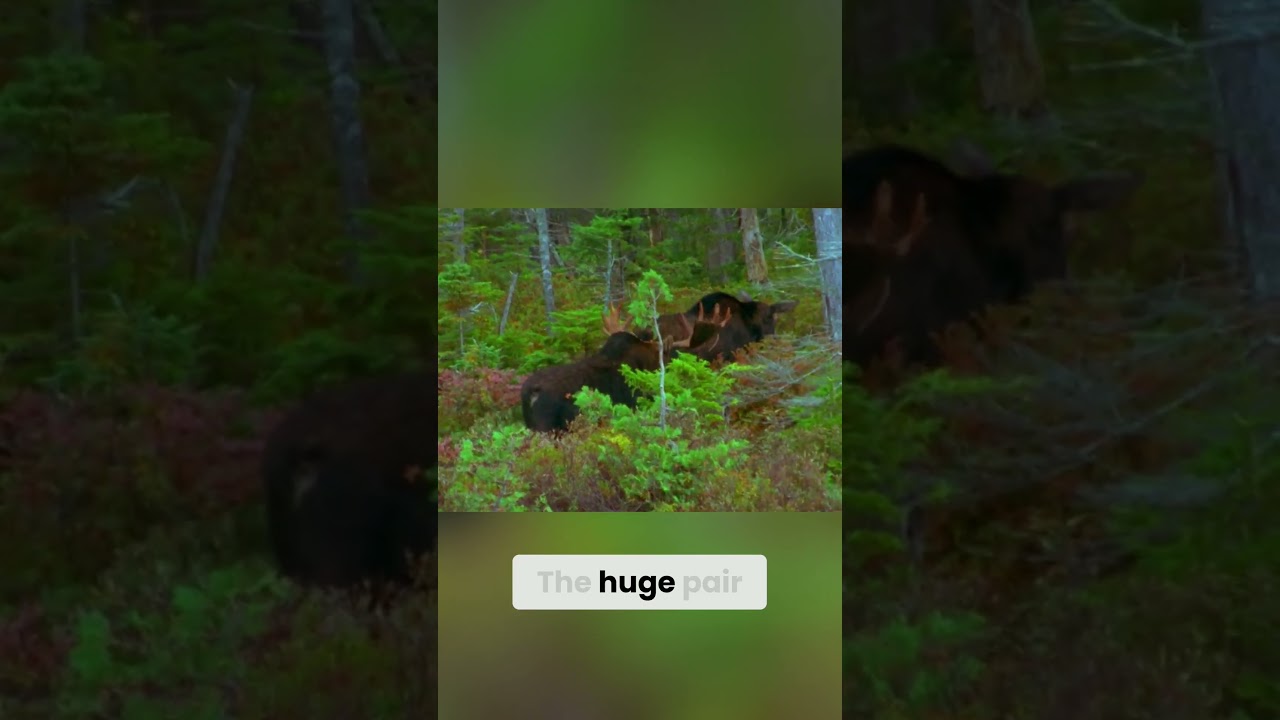 How Such a Huge Animal Moves So Quietly