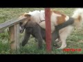 تزاوج جميع الحيوانات - animals mating, male horse and female donkey mating, donkey scream hard