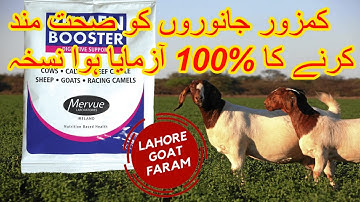 Digestive problems in goats | rumen booster | بکروں کو صحت مند کرنے کا بہترین طریقہ | goat farming |