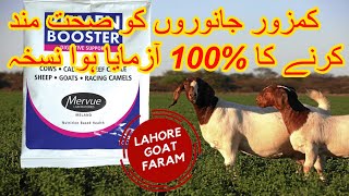 Digestive problems in goats | rumen booster | بکروں کو صحت مند کرنے کا بہترین طریقہ | goat farming |