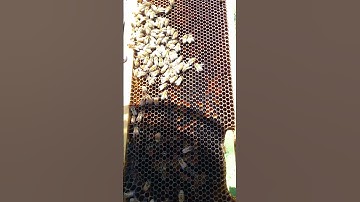 Pollen frame inside beehive 🐝 🌈