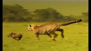 When Cheetah Cubs Take On Warthogs It’s Comedy Gold!