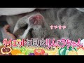 ダイエットに励むりんころちゃん（スローロリス）