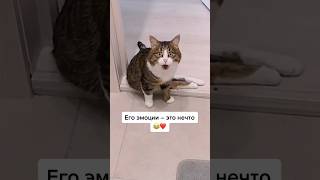 Как вам этот милаш ? 😺 #shorts #short