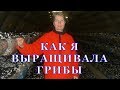 Ирландия# 18 Как я выращивала грибы. Часть вторая.