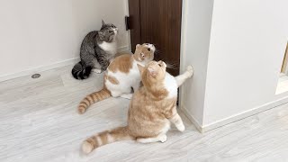 初めて兄弟3匹でお留守番したら猫たちがこうなってました…