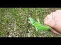 ловлю зеленую ящерицу