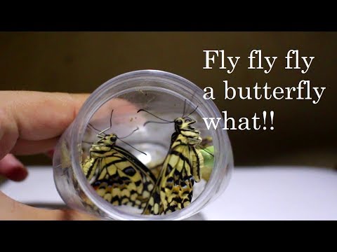 Video: Paano Mahuli Ang Isang Butterfly