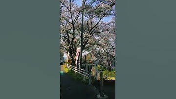 Thumbnail of Cheery Blossoms in Japan #japan #trending #cheeryblossom #hanabi
