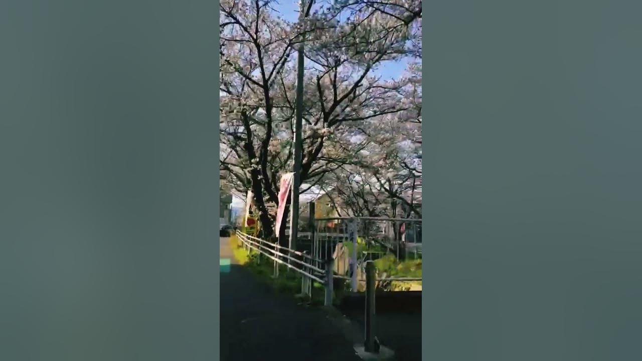 Cheery Blossoms in Japan #japan #trending #cheeryblossom #hanabi