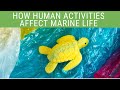 The Impact of Human Activities on Marine Ecosystems
