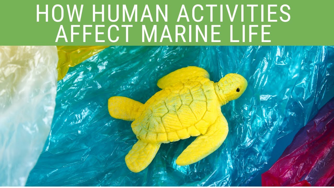 How Human Activities Affect Marine Life (2020) | Ecobravo