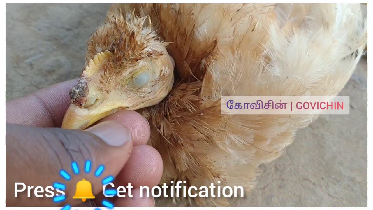 ammai-thalumbu-maraiya-tips-in-tamil-remove-chicken-pox-marks-in-tamil